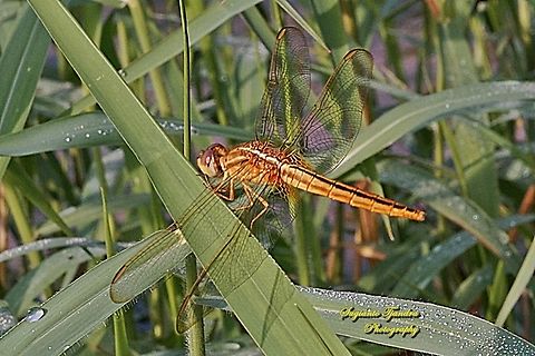 The Scarlet Skimmer Dragonfly, Crocothemis servilia servilia - Young male  Crocothemis servilia,Fall,Geotagged,Indonesia,Scarlet Skimmer