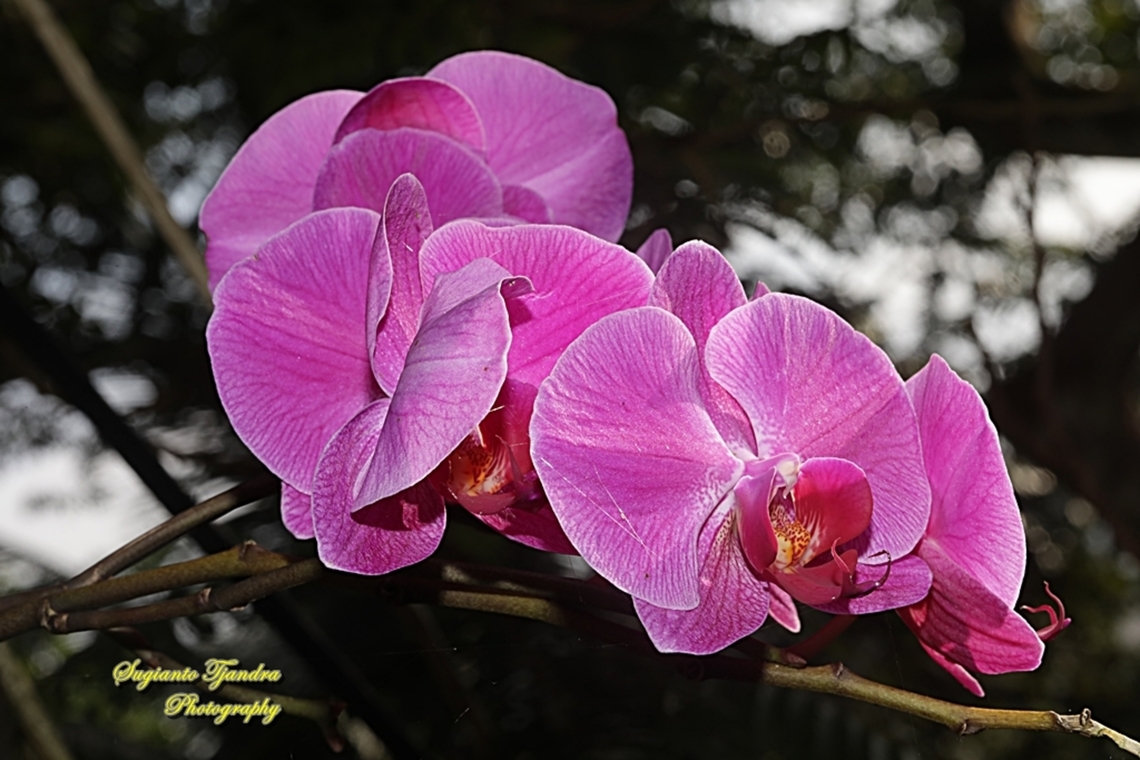 Orchid flower, Phaleonopsis ( family Orchidaceae)  Fall,Geotagged,Indonesia