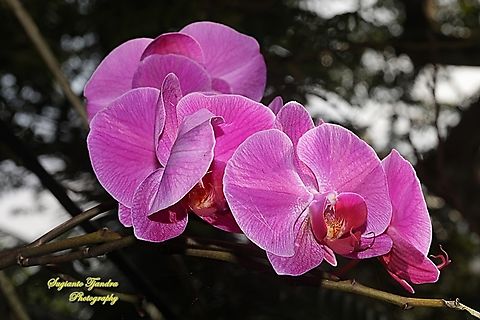 Orchid flower, Phaleonopsis ( family Orchidaceae)  Fall,Geotagged,Indonesia
