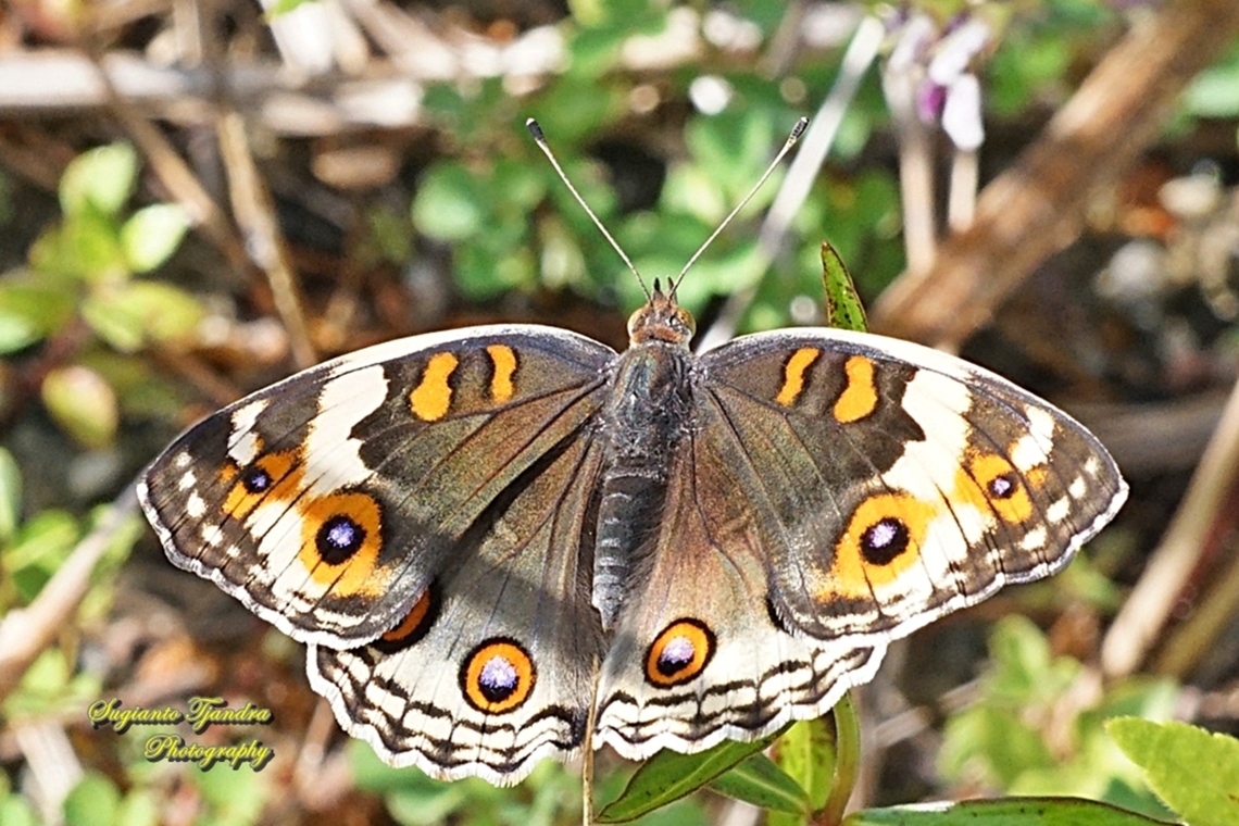 Blue Pansy Butterfly (Junonia orithya) - female upperside  Blue Argus,Fall,Geotagged,Indonesia,Junonia orithya