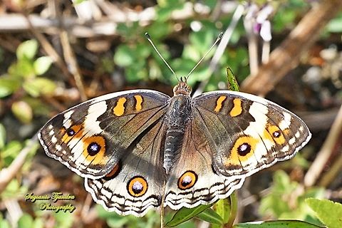 Blue Pansy Butterfly (Junonia orithya) - female upperside  Blue Argus,Fall,Geotagged,Indonesia,Junonia orithya