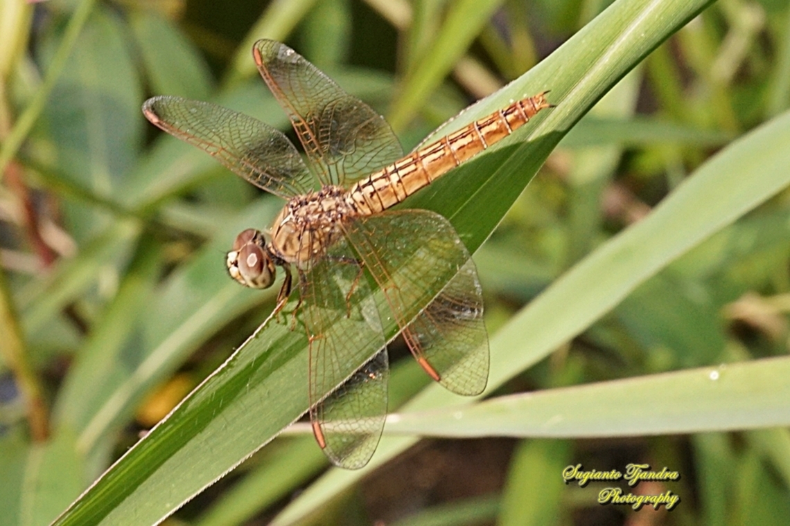 Ditch jewel, Brachythemis contaminata, family Libellulidae  Brachythemis contaminata,Ditch Jewel,Fall,Geotagged,Indonesia