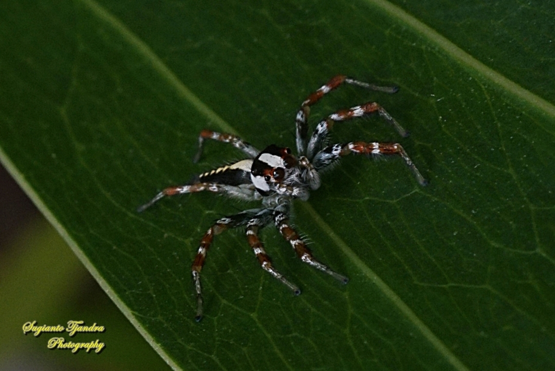 The Jolly Telamonia, Telamonia festiva, family Salticidae  Fall,Geotagged,Indonesia,Jolly Telamonia,Telamonia festiva