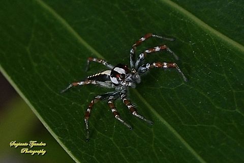 The Jolly Telamonia, Telamonia festiva, family Salticidae  Fall,Geotagged,Indonesia,Jolly Telamonia,Telamonia festiva