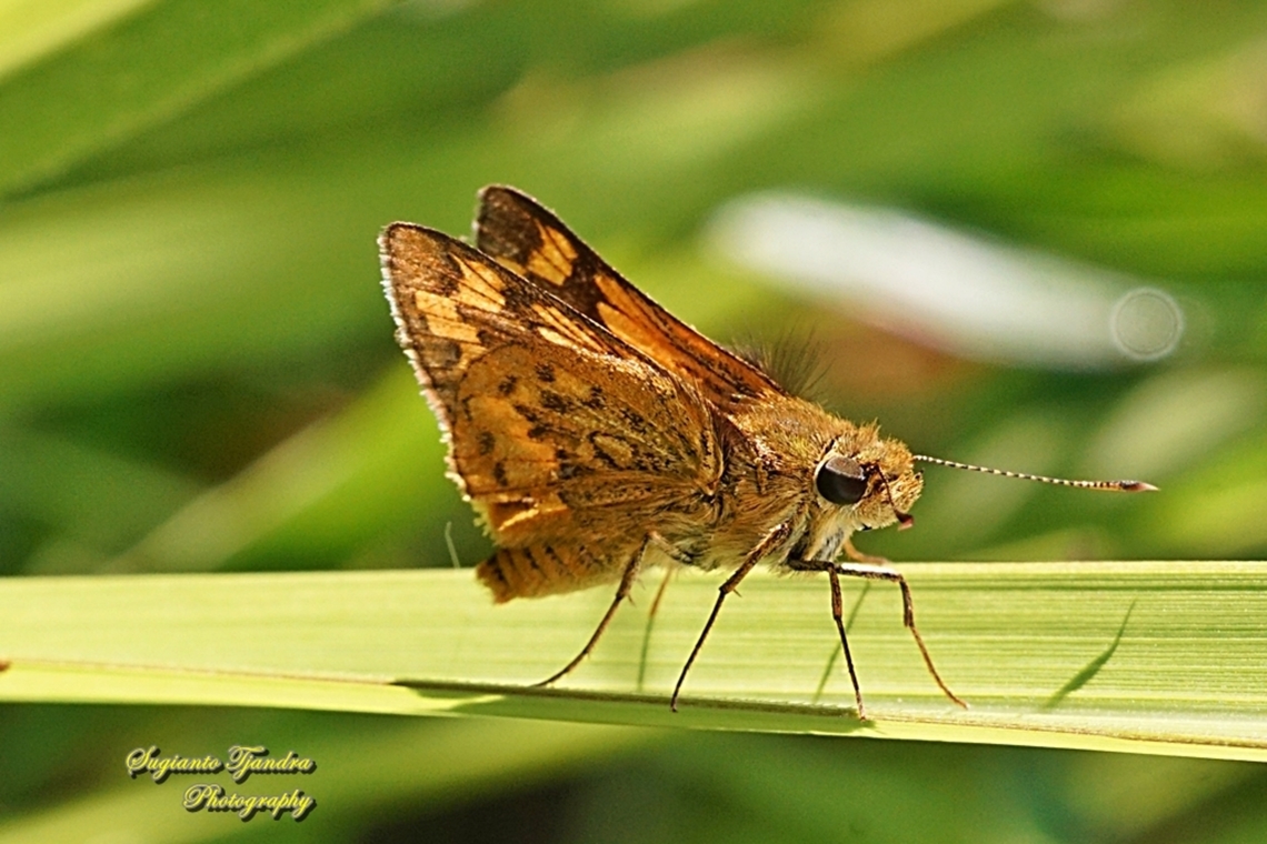 Skipper Butterfly, Common Bush Hopper, Ampittia dioscorides  Ampitta dioscorides,Common Bush Hopper,Fall,Geotagged,Indonesia