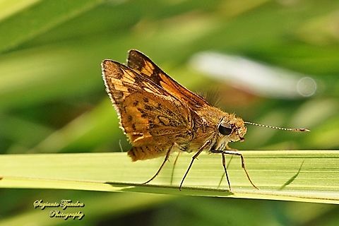 Skipper Butterfly, Common Bush Hopper, Ampittia dioscorides  Ampitta dioscorides,Common Bush Hopper,Fall,Geotagged,Indonesia