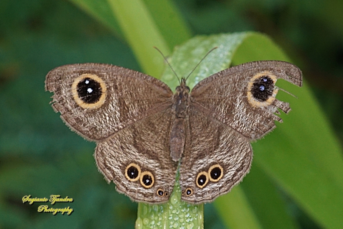 Common Five Ring Butterfly, Ypthima baldus - upperside  Common Fivering,Fall,Geotagged,Indonesia,Ypthima baldus