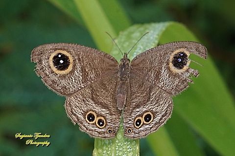 Common Five Ring Butterfly, Ypthima baldus - upperside  Common Fivering,Fall,Geotagged,Indonesia,Ypthima baldus