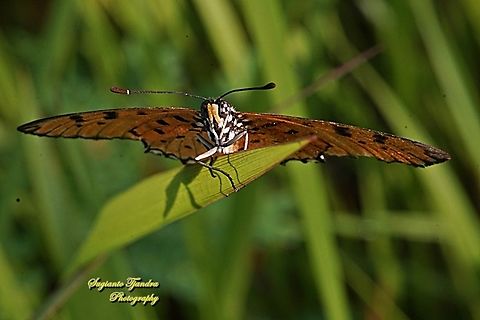 Tawny Coster Butterfly, Acraea terpsicore Linnaeus  Acraea terpsicore,Fall,Geotagged,Indonesia,Tawny coster