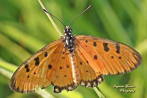 Tawny Coster Butterfly, Acraea terpsicore Linnaeus - upperside  Acraea terpsicore,Fall,Geotagged,Indonesia,Tawny coster