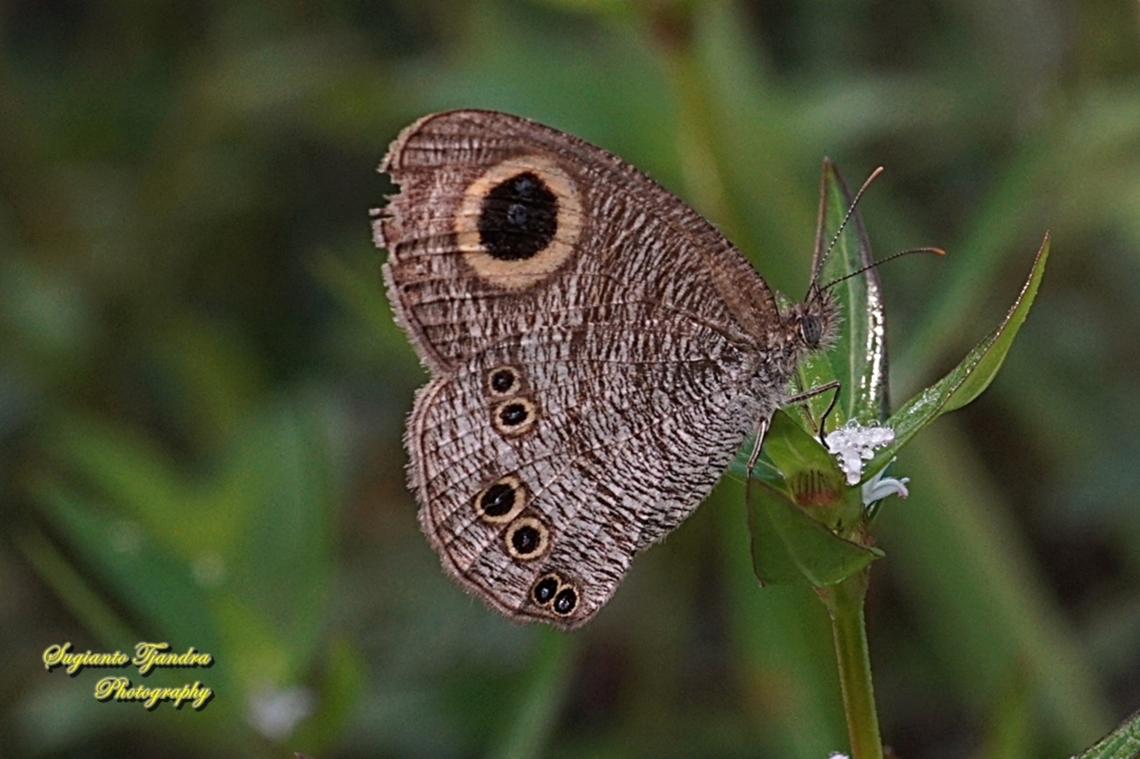 Common Five Ring Butterfly, Ypthima baldus - lowerside  Common Fivering,Fall,Geotagged,Indonesia,Ypthima baldus