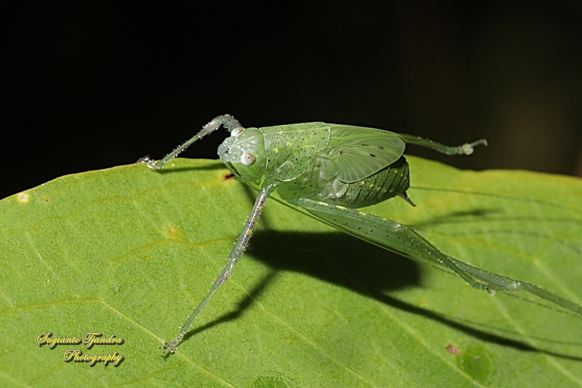 Giant leaf katydid nymph, Pseudophyllus Sp, family Tettigoniidae  Fall,Geotagged,Indonesia