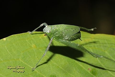 Giant leaf katydid nymph, Pseudophyllus Sp, family Tettigoniidae  Fall,Geotagged,Indonesia