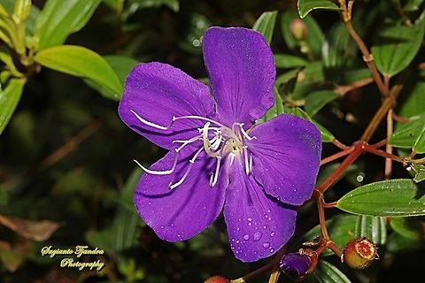 Princess Flower, Tibouchina urvilleana (family Melastomataceae )  Fall,Geotagged,Glory Bush,Indonesia,Tibouchina urvilleana