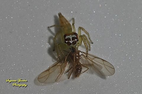 Jumping Spider, Artabrus erythrocephalus, family Salticidae w/prey  Artabrus erythrocephalus,Fall,Geotagged,Indonesia