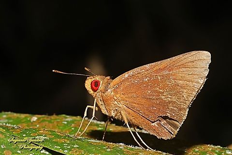 Skipper Butterfly, the grey-brand redeye (Matapa druna)  Fall,Geotagged,Grey-brand Redeye,Indonesia,Matapa druna