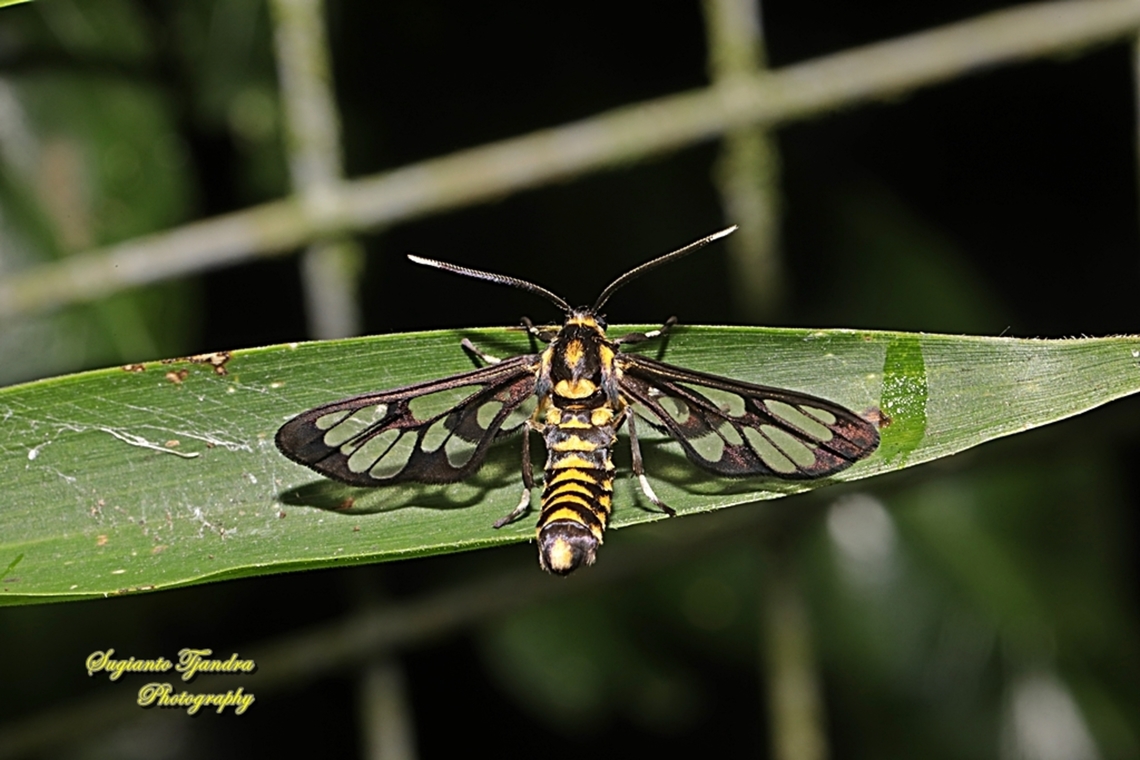 Orange spotted Tiger Moth - Amata huebneri (Huebner's Wasp Moth)  Amata huebneri,Fall,Geotagged,Hübner's Wasp Moth,Indonesia