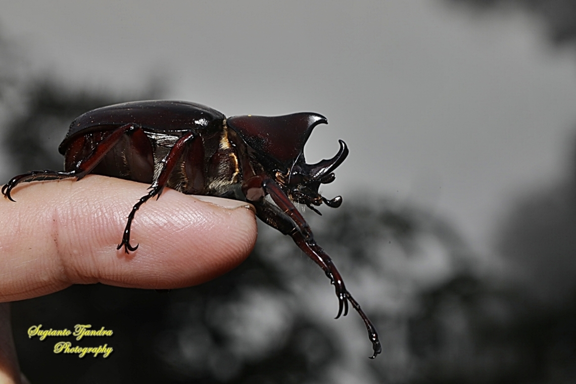 The brown rhinoceros beetle, Xylotrupes gideon  Fall,Geotagged,Indonesia,Siamese rhinoceros beetle,Xylotrupes gideon