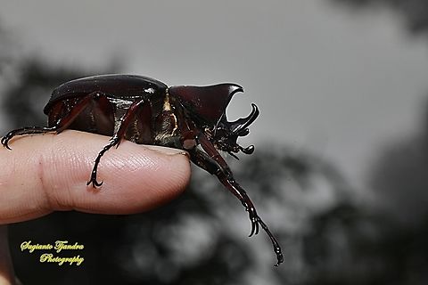 The brown rhinoceros beetle, Xylotrupes gideon  Fall,Geotagged,Indonesia,Siamese rhinoceros beetle,Xylotrupes gideon