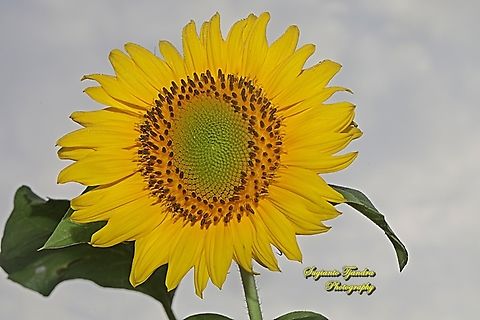 Common Sunflower, Helianthus annuus  Fall,Geotagged,Helianthus annuus,Indonesia