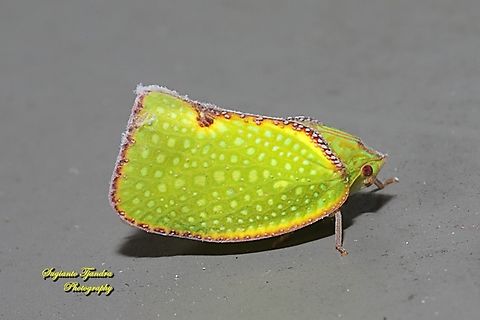 Green mottled planthopper, Salurnis marginella  Fall,Geotagged,Indonesia,Salurnis marginella