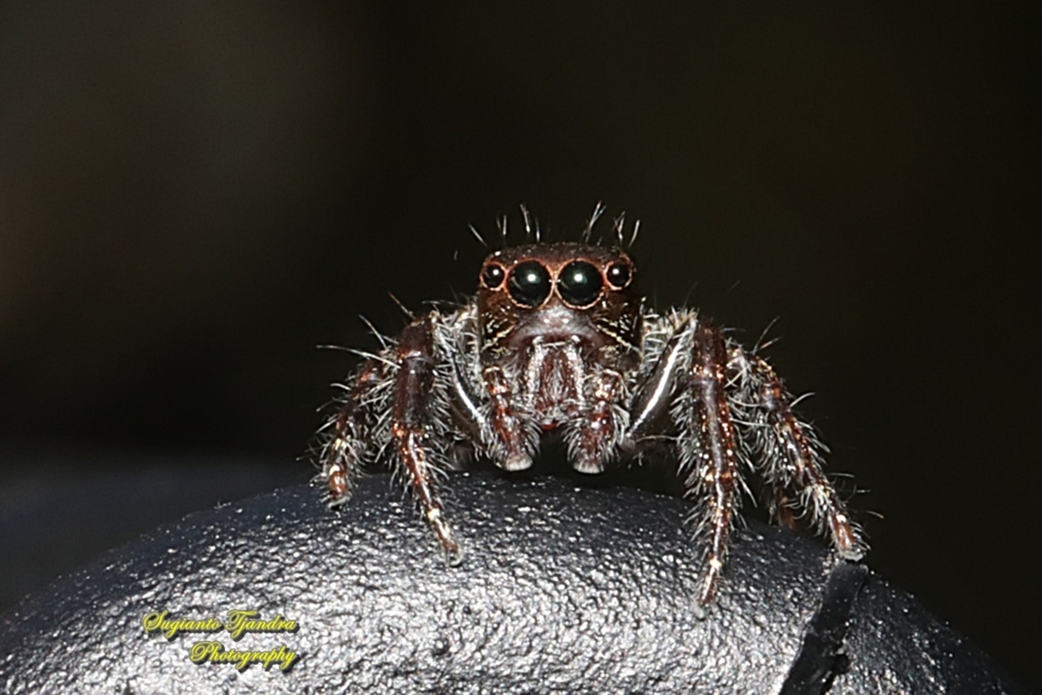 Jumping Spider, Anarrhotus fossulatus., family Salticidae  Anarrhotus fossulatus,Fall,Geotagged,Indonesia