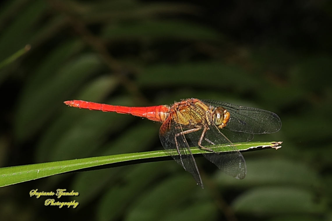 Crimson Dropwing Orange Skimmer (Orthetrum testaceum) - Male  Fall,Geotagged,Indonesia,Orange Skimmer,Orthetrum testaceum