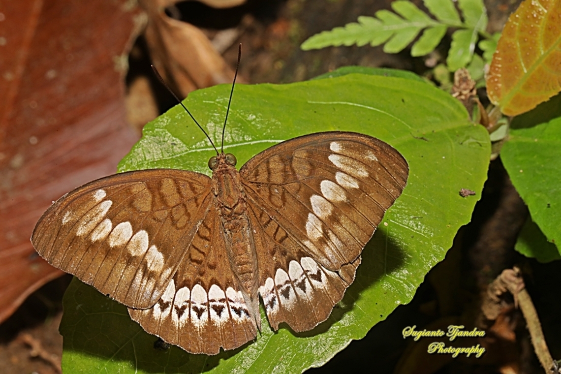 Tanaecia trigerta trigerta-female  Fall,Geotagged,Indonesia,Tanaecia trigerta