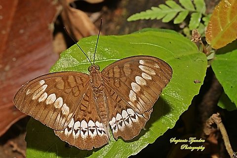 Tanaecia trigerta trigerta-female  Fall,Geotagged,Indonesia,Tanaecia trigerta