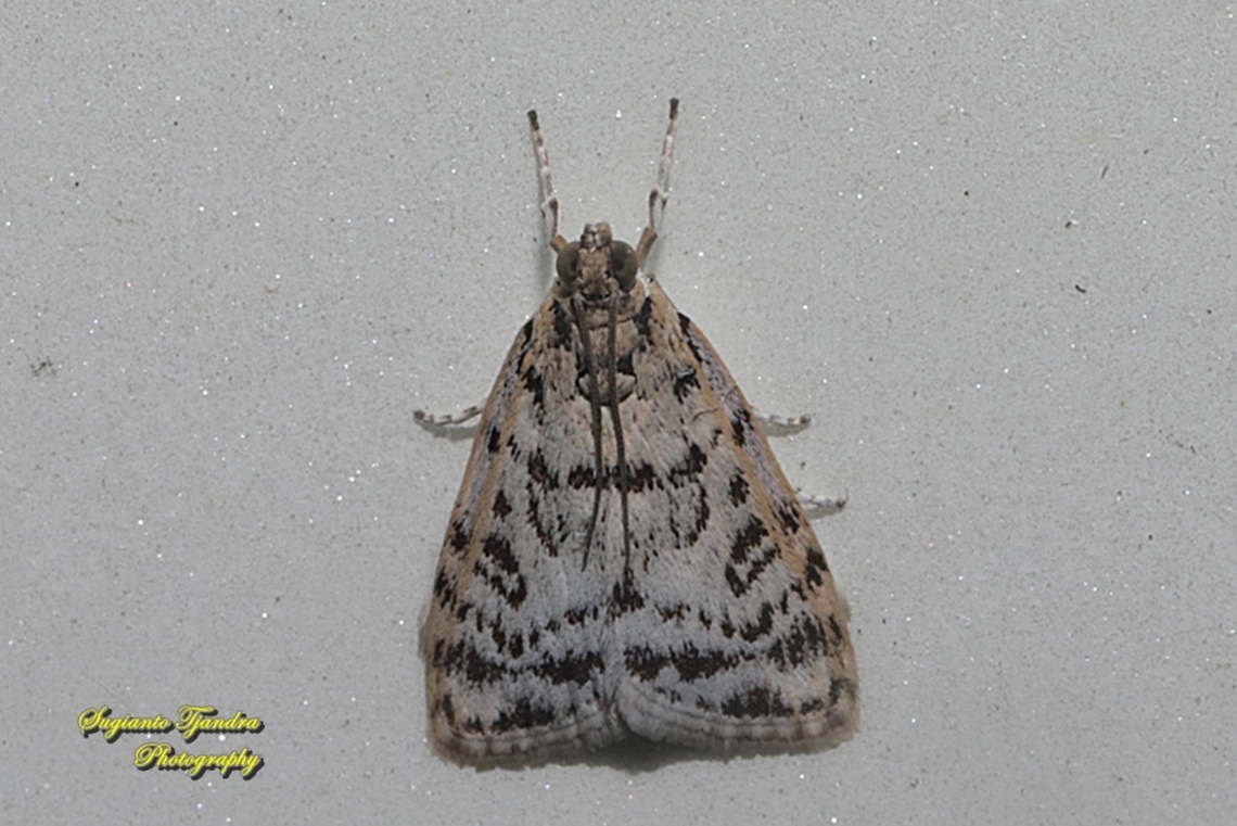 Grass Moth, Scopariinae, family Crambidae  Fall,Geotagged,Indonesia