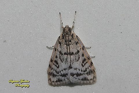Grass Moth, Scopariinae, family Crambidae  Fall,Geotagged,Indonesia