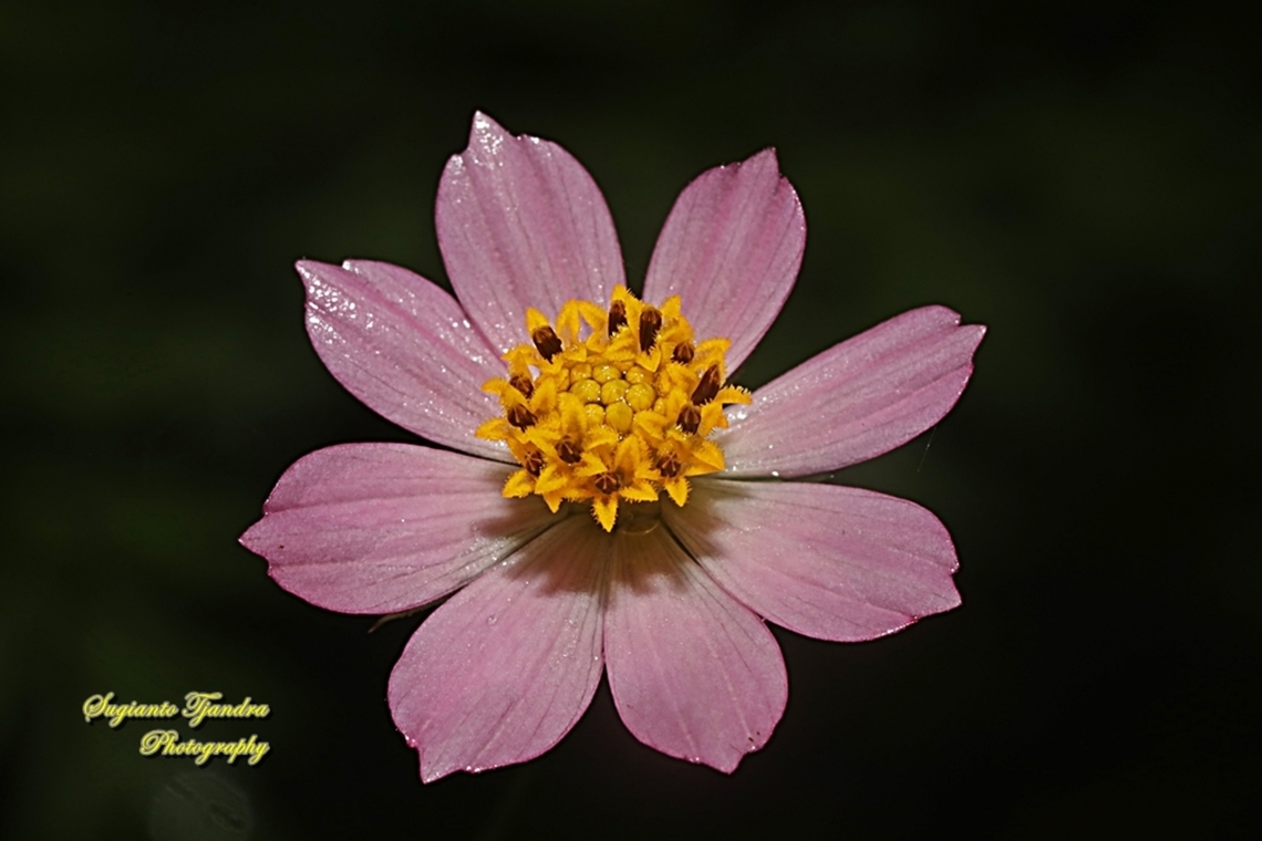 Bunga Kenikir Ungu (Cosmos caudatus)  Cosmos caudatus,Fall,Geotagged,Indonesia,Kenikir