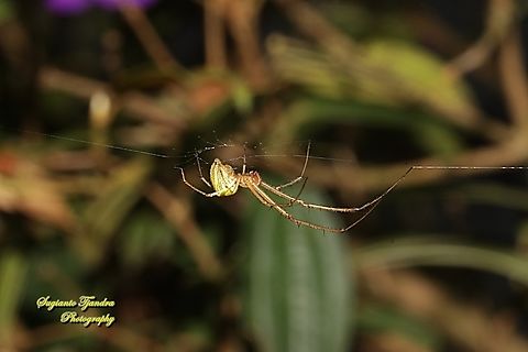 Striated tylorida spider, Tylorida striata, family Tetragnathidae  Fall,Geotagged,Indonesia,Tylorida striata