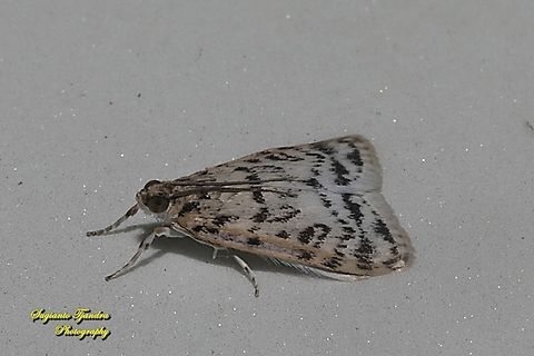 Grass Moth, Scopariinae, family Crambidae  Fall,Geotagged,Indonesia