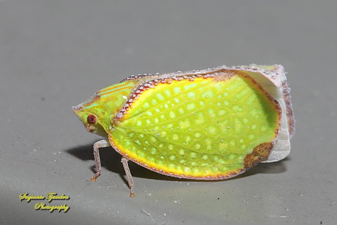 Green mottled planthopper, Salurnis marginella  Fall,Geotagged,Indonesia,Salurnis marginella