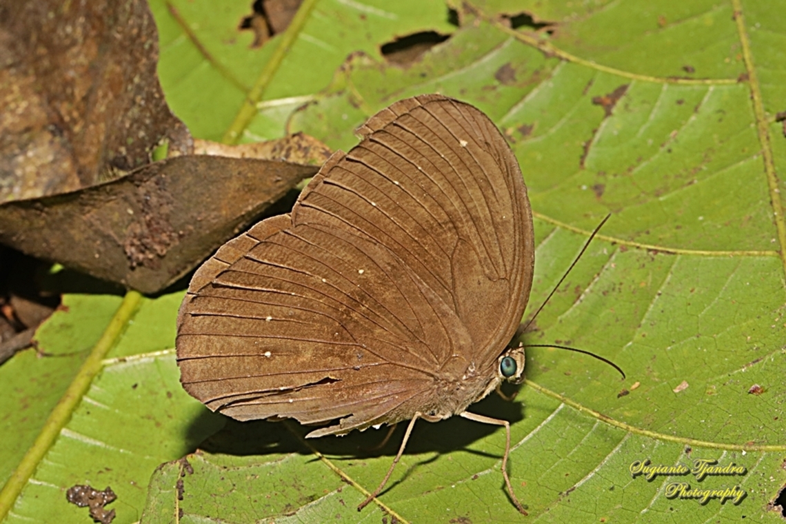The Common Faun, Faunis canens ssp canens  Common faun,Fall,Faunis canens,Geotagged,Indonesia
