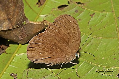 The Common Faun, Faunis canens ssp canens  Common faun,Fall,Faunis canens,Geotagged,Indonesia