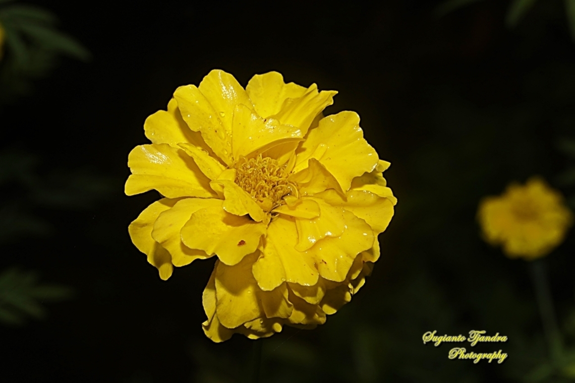 Mexican marigold, Tagetes erecta  Fall,Geotagged,Indonesia,Mexican marigold,Tagetes erecta