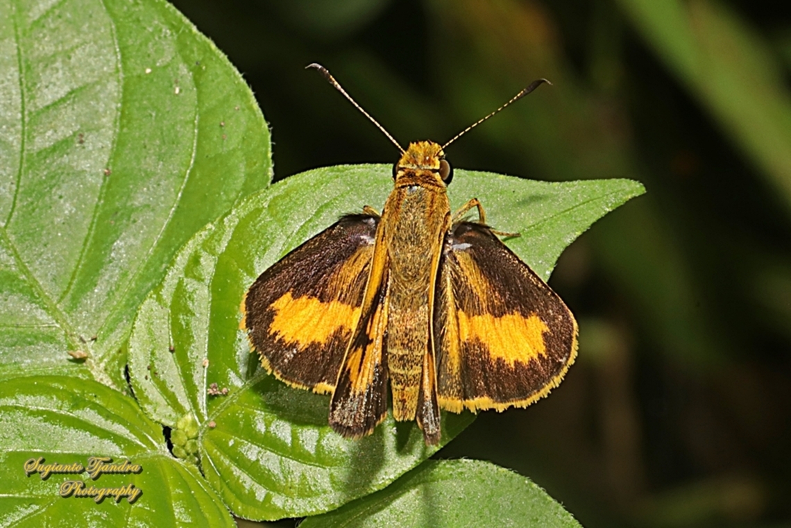 Skipper Butterfly, Common dartlet, Oriens gola  Common Dartlet,Fall,Geotagged,Indonesia,Oriens gola
