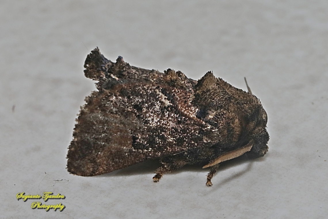 Cup Moth, Orthocraspeda furva, Limacodidae  Fall,Geotagged,Indonesia,Orthocraspeda furva