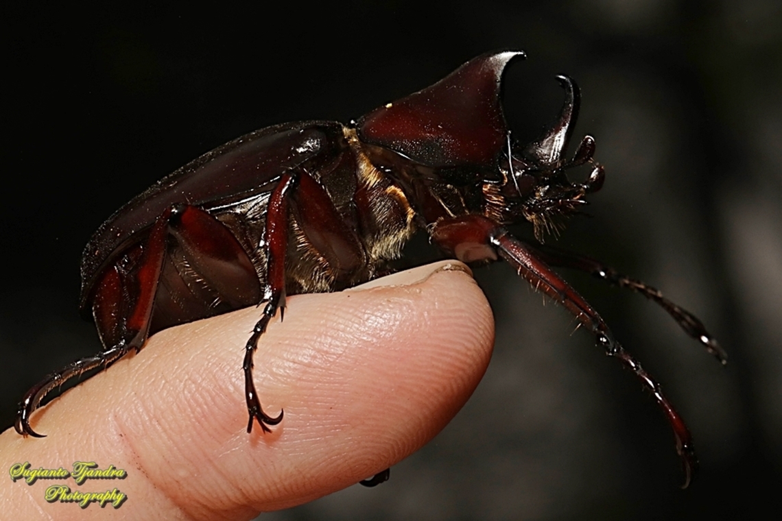 The brown rhinoceros beetle, Xylotrupes gideon  Fall,Geotagged,Indonesia,Siamese rhinoceros beetle,Xylotrupes gideon
