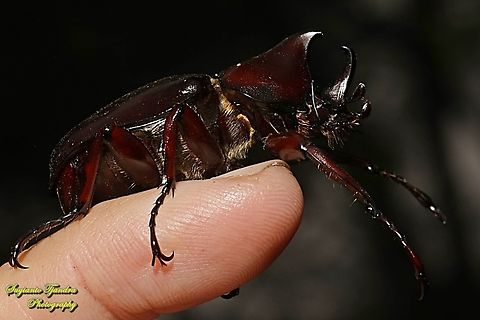 The brown rhinoceros beetle, Xylotrupes gideon  Fall,Geotagged,Indonesia,Siamese rhinoceros beetle,Xylotrupes gideon