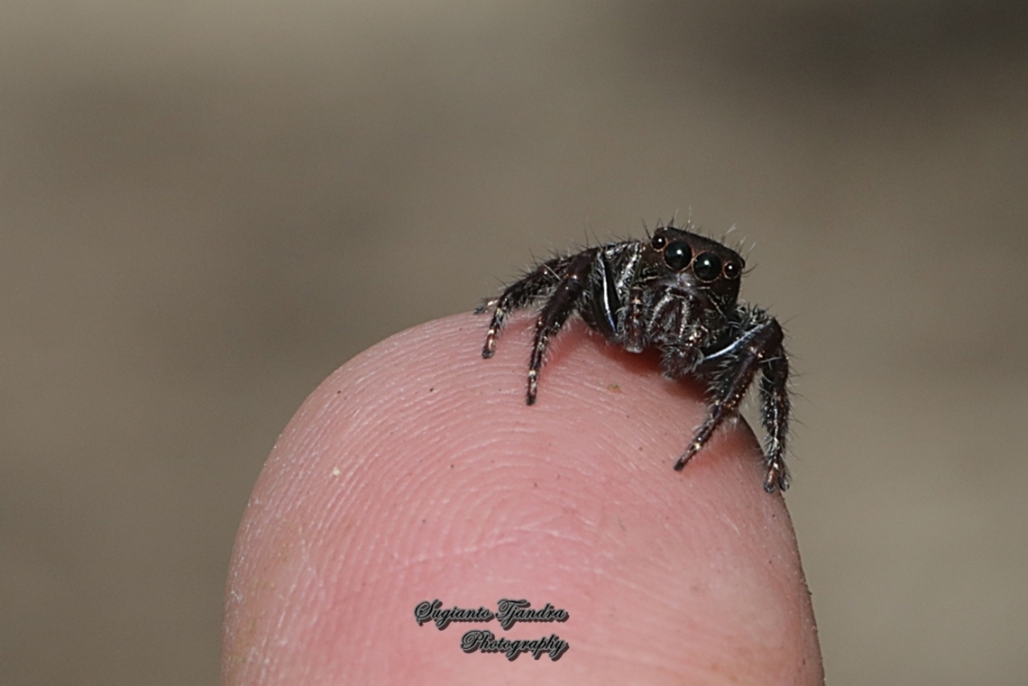 Jumping Spider, Anarrhotus fossulatus., family Salticidae  Anarrhotus fossulatus,Fall,Geotagged,Indonesia