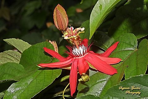 Crimson Passion Flower, Passiflora Vitifolia (Passifloraceae)  Crimson passion flower,Fall,Geotagged,Indonesia,Passiflora vitifolia