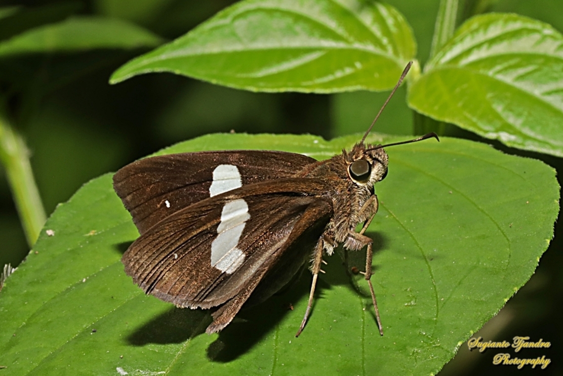 Skipper Butterfly, Common Banded Demon, Notocrypta paralysos  Common banded demon,Fall,Geotagged,Indonesia,Notocrypta paralysos