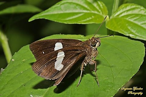 Skipper Butterfly, Common Banded Demon, Notocrypta paralysos  Common banded demon,Fall,Geotagged,Indonesia,Notocrypta paralysos