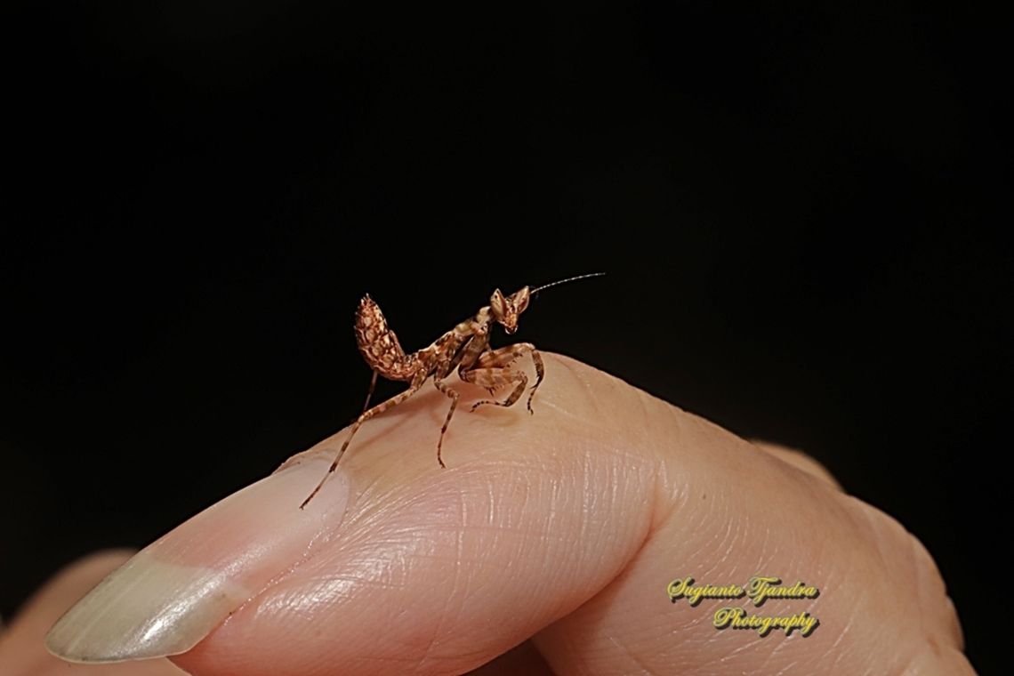 Flower mantis Nymph (Creobroter Sp)  Fall,Geotagged,Indonesia