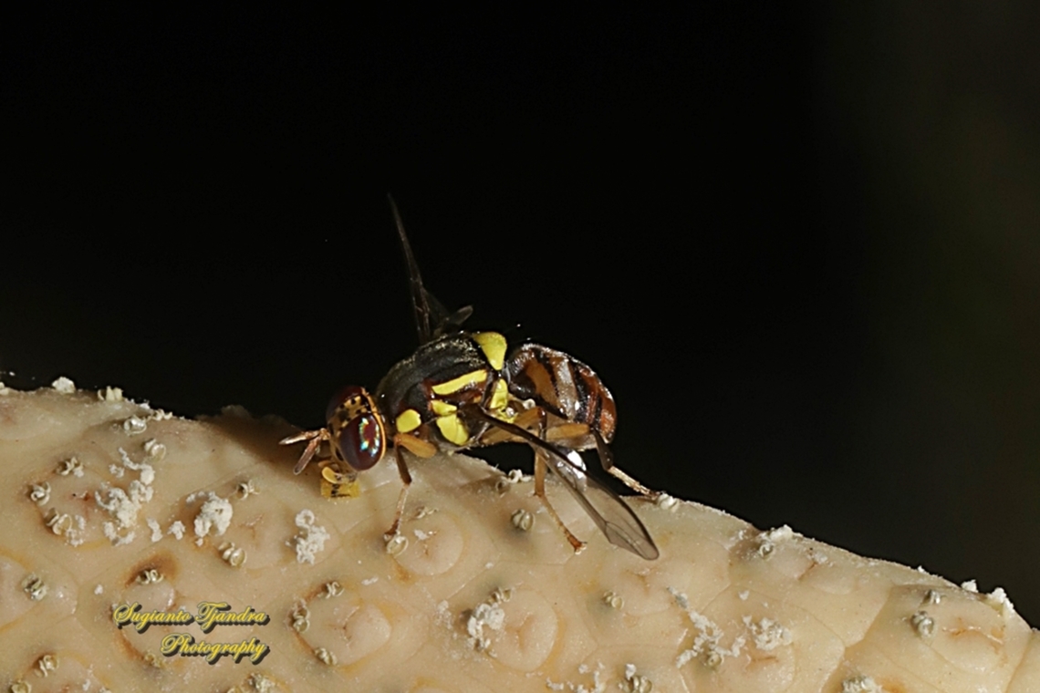 Oriental fruit fly, Bactrocera Dorsalis  Bactrocera dorsalis,Fall,Geotagged,Indonesia,Oriental Fruit Fly