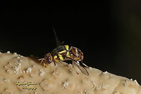 Oriental fruit fly, Bactrocera Dorsalis  Bactrocera dorsalis,Fall,Geotagged,Indonesia,Oriental Fruit Fly