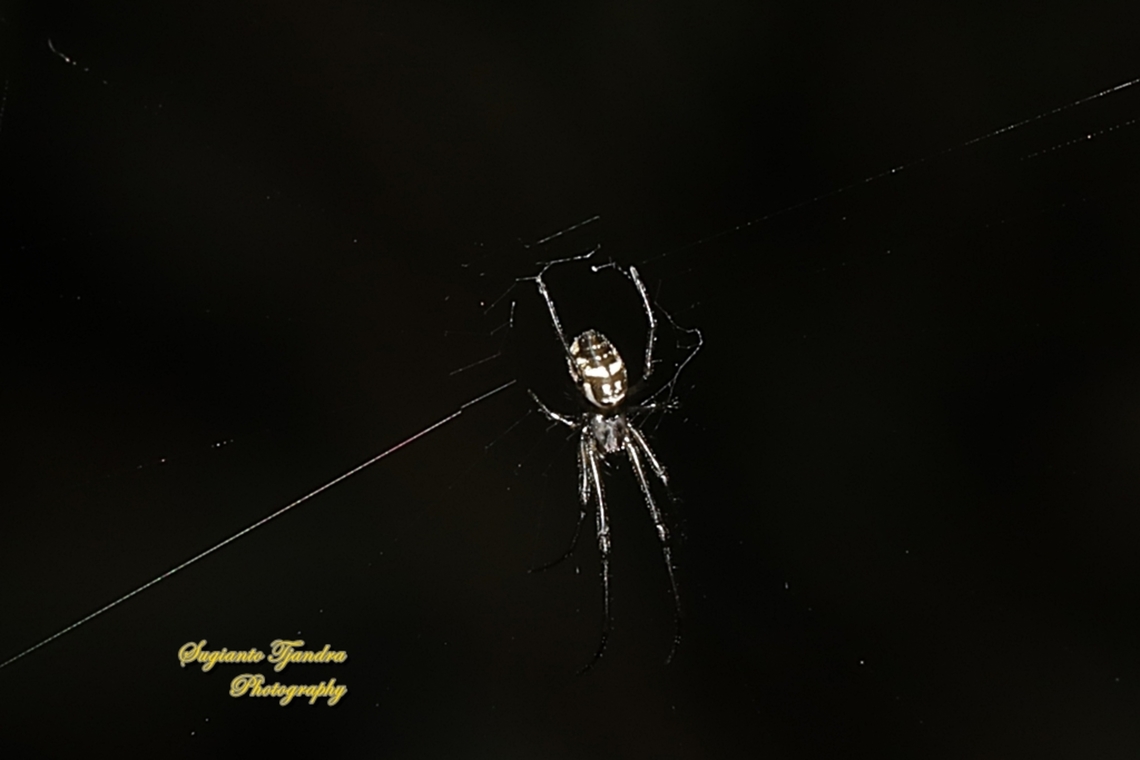 Big-bellied tylorida spider, Tylorida ventralis, family Tetragnathidae  Fall,Geotagged,Indonesia,Tylorida ventralis